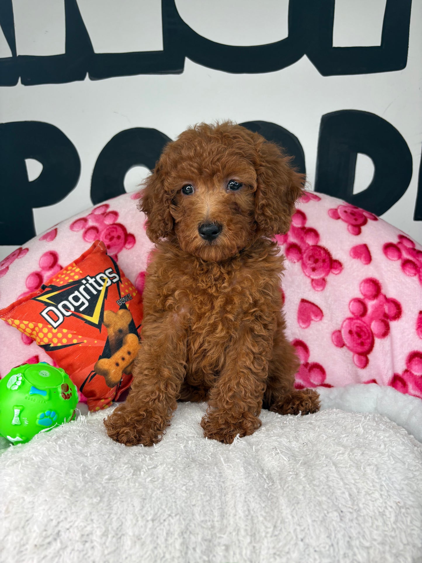 Dark Red Female Miniture Poodle (Deposit Only, Please Read The Description Below‼️)