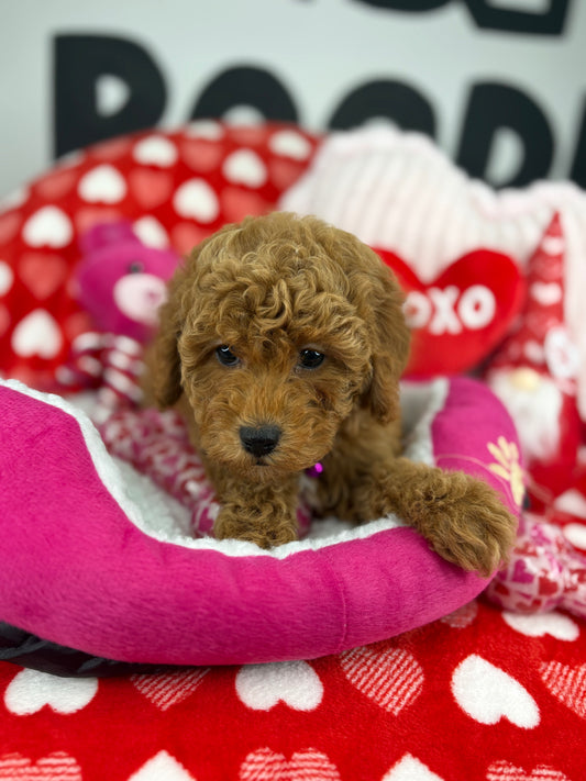 The Fanciest Apricot Male Miniature Poodle (Deposit Only ‼️ Please Read DESCRIPTION Below‼️)