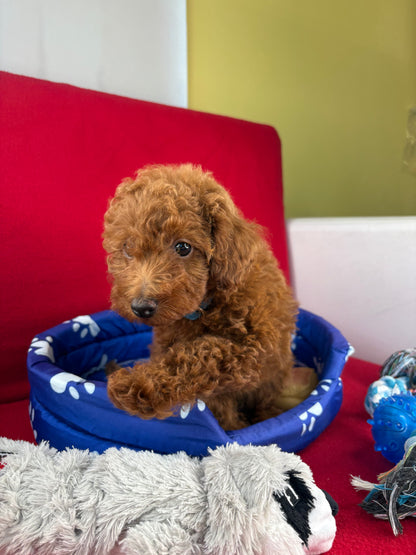 Red Female Toy Poodle ( Deposit Only, Please Read The DESCRIPTION Below‼️)