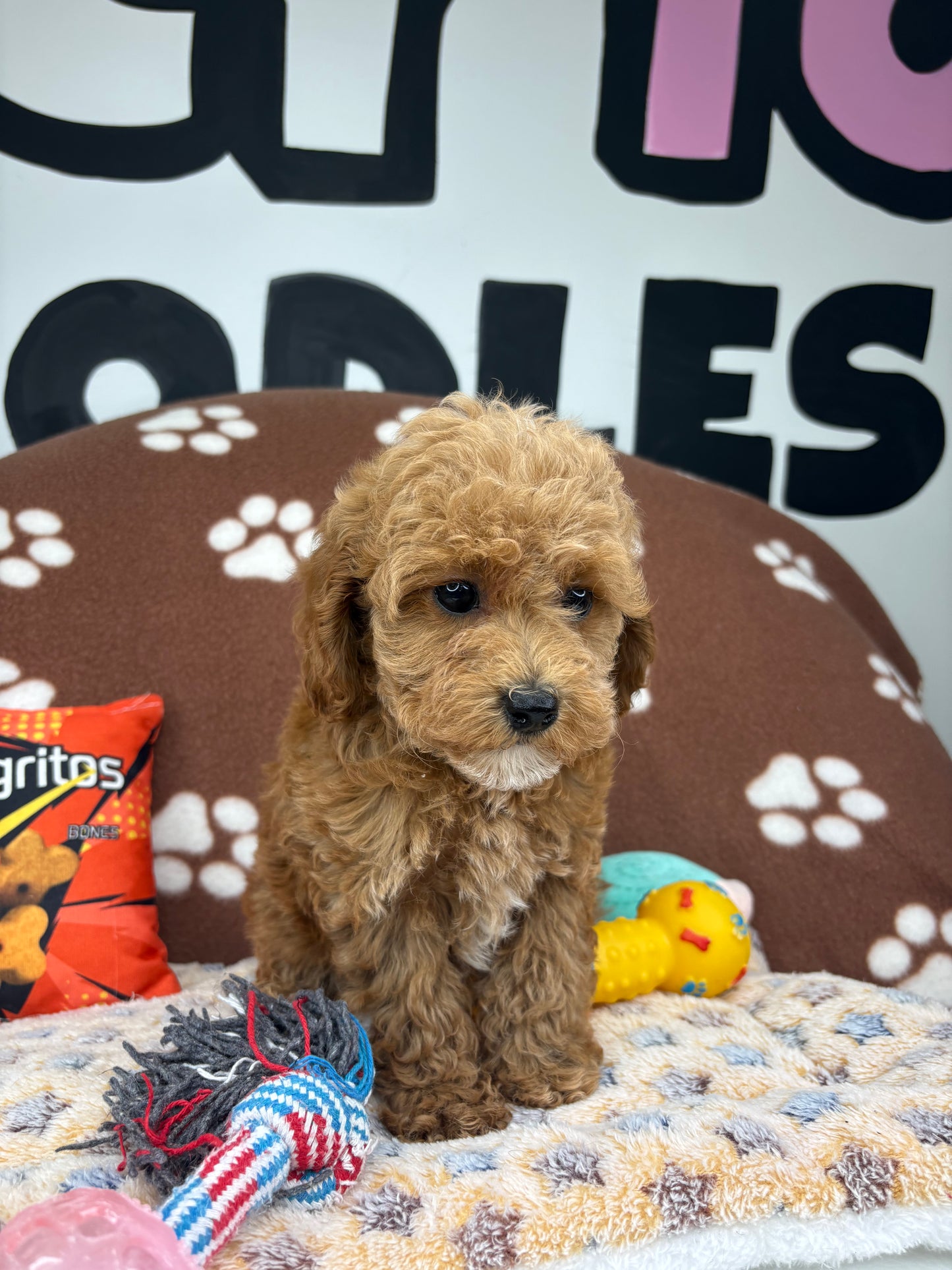 Apricot Female Teacup Poodle (Deposit Only‼️Please Read The Description Below‼️)