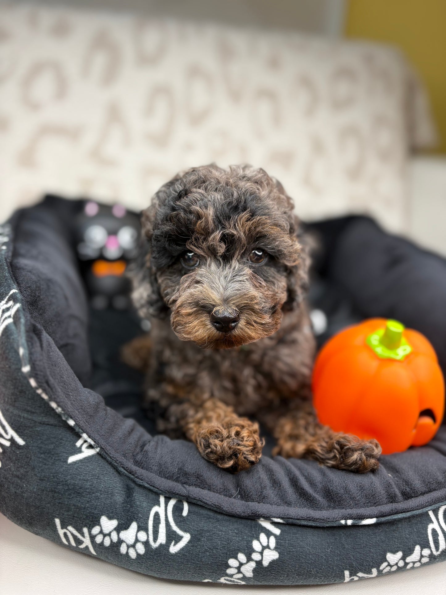 Merle Phantom Female Toy Poodle (Deposit Only‼️ Please Read The Description Below‼️)