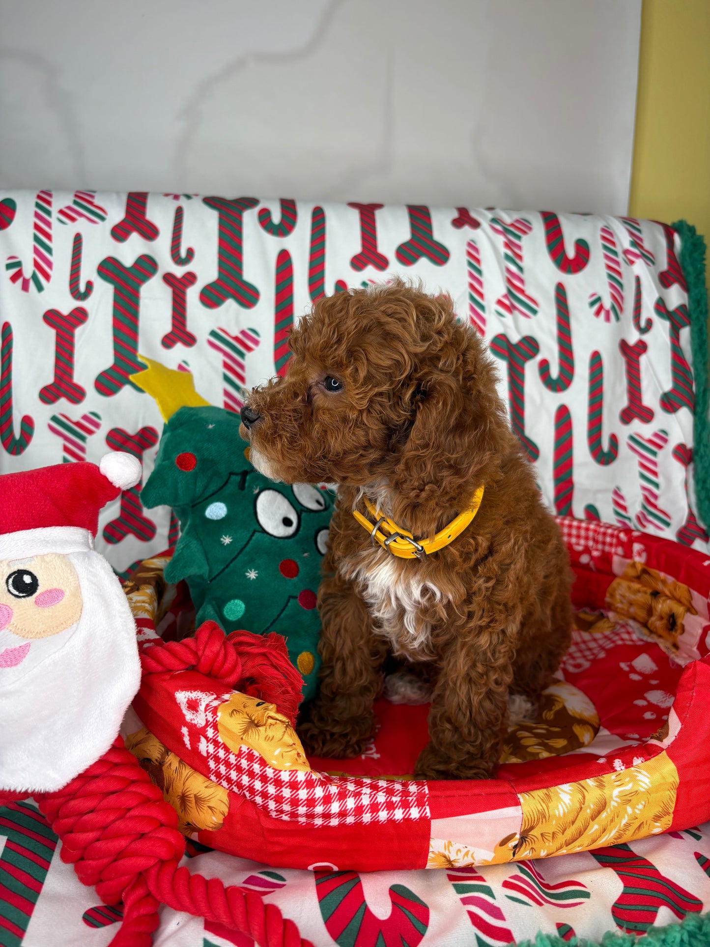 Dark Red And White Male Toy Poodle (Deposit Only‼️Please Read The Description Below‼️)