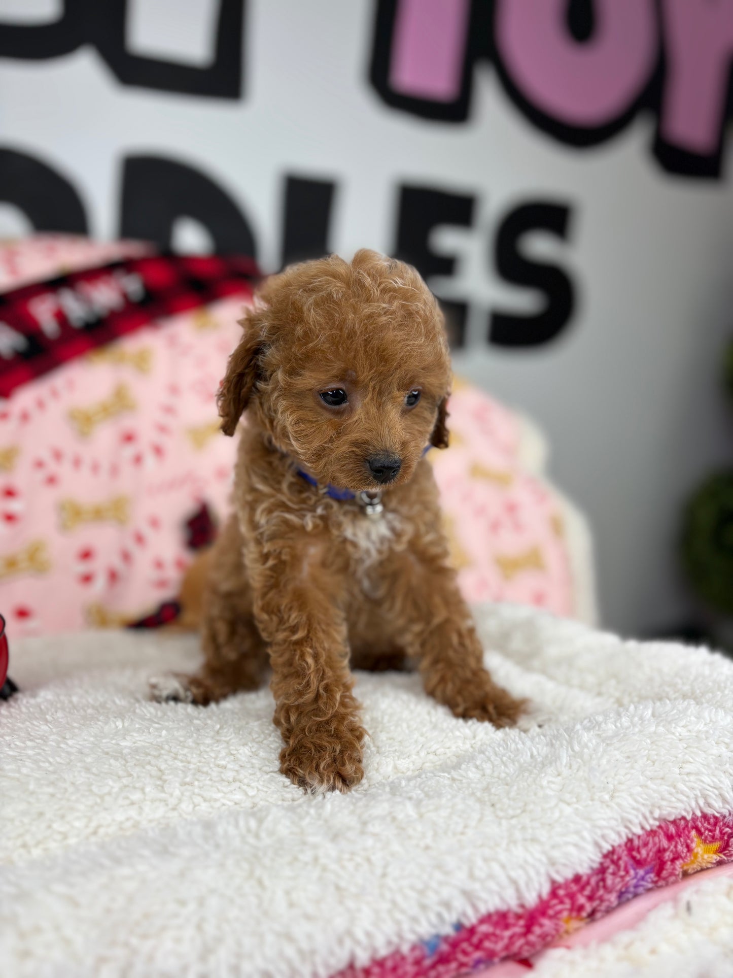 Red Male Toy Poodle 🐩 (Deposit Only‼️Please Read The Description Below‼️)