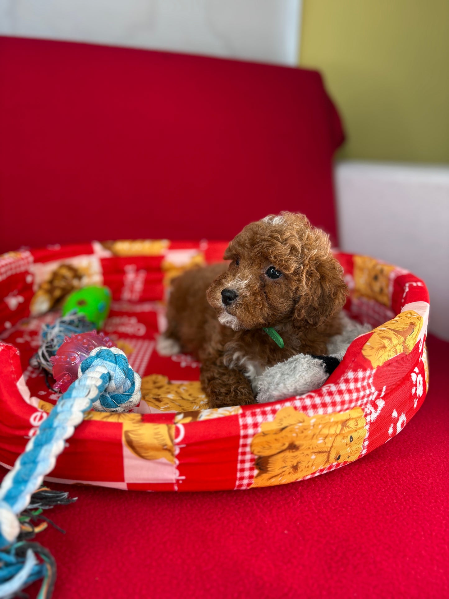 Red Male Toy Poodle (Deposit Only‼️Please Read The Description Below‼️)