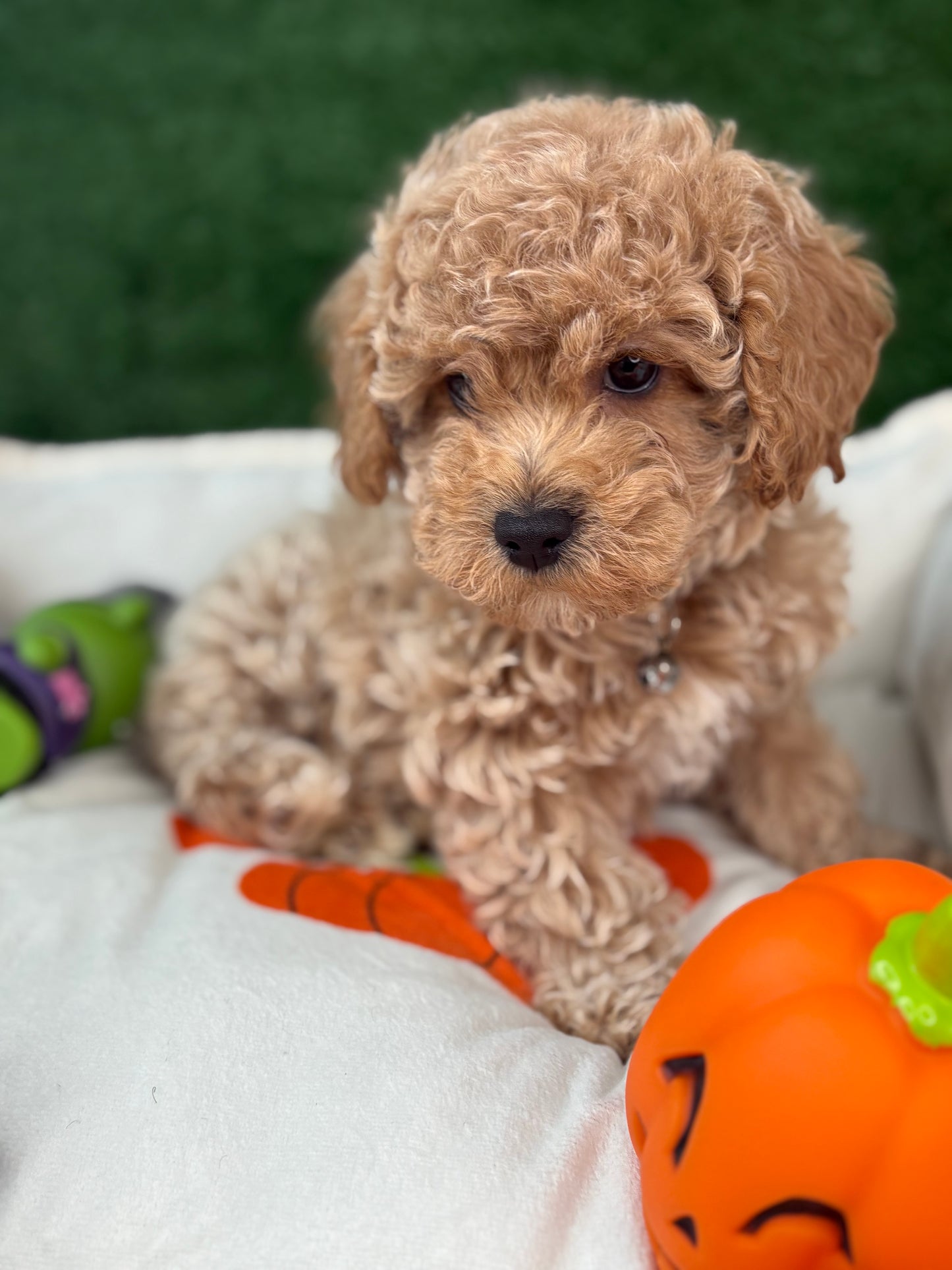Apricot Male Toy Poodle (Deposit Only‼️Please Read The Description Below‼️)