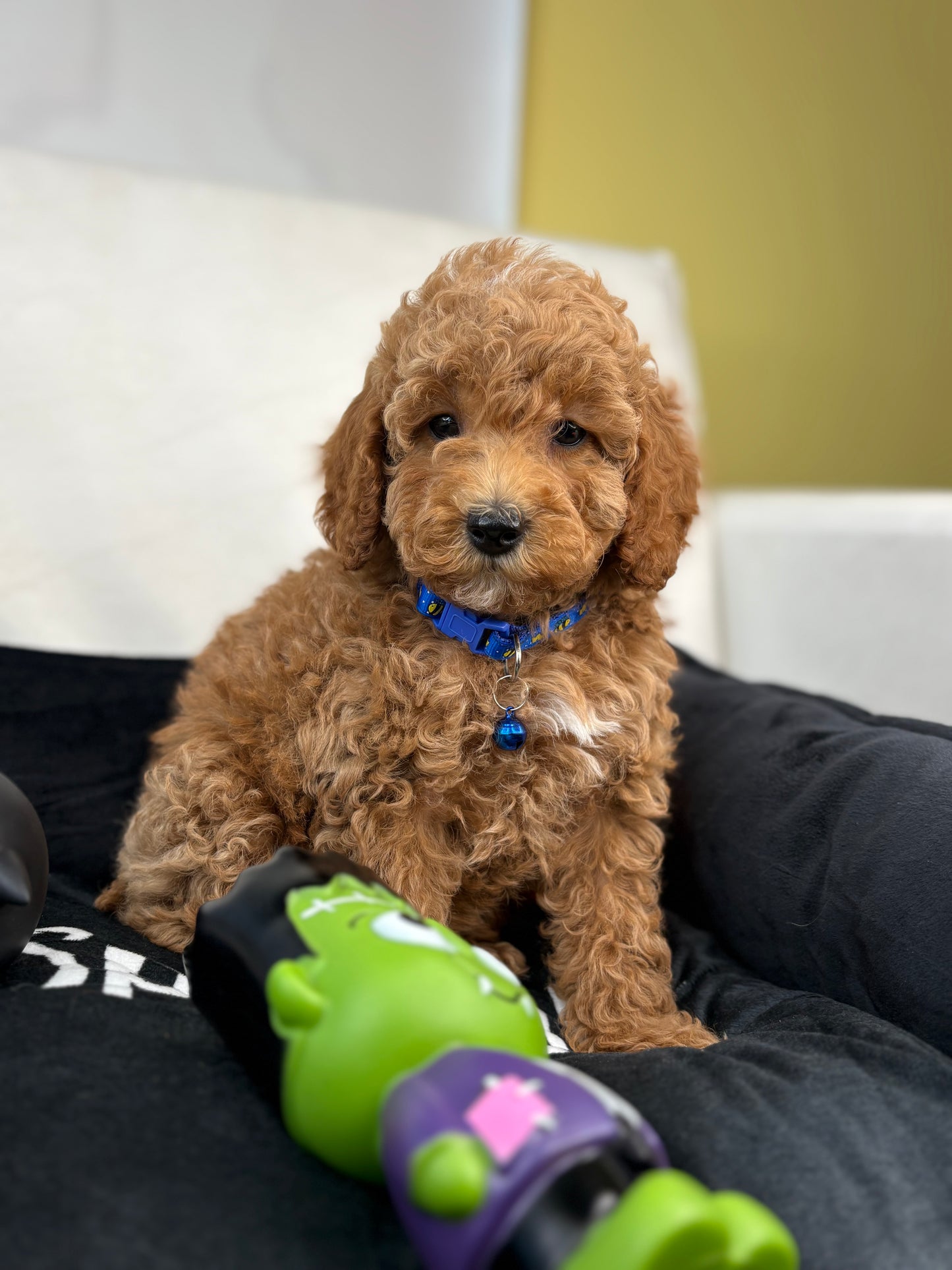 Apricot Male Miniature Poodle (Deposit Only ‼️ Please Read The DESCRIPTION Below‼️)