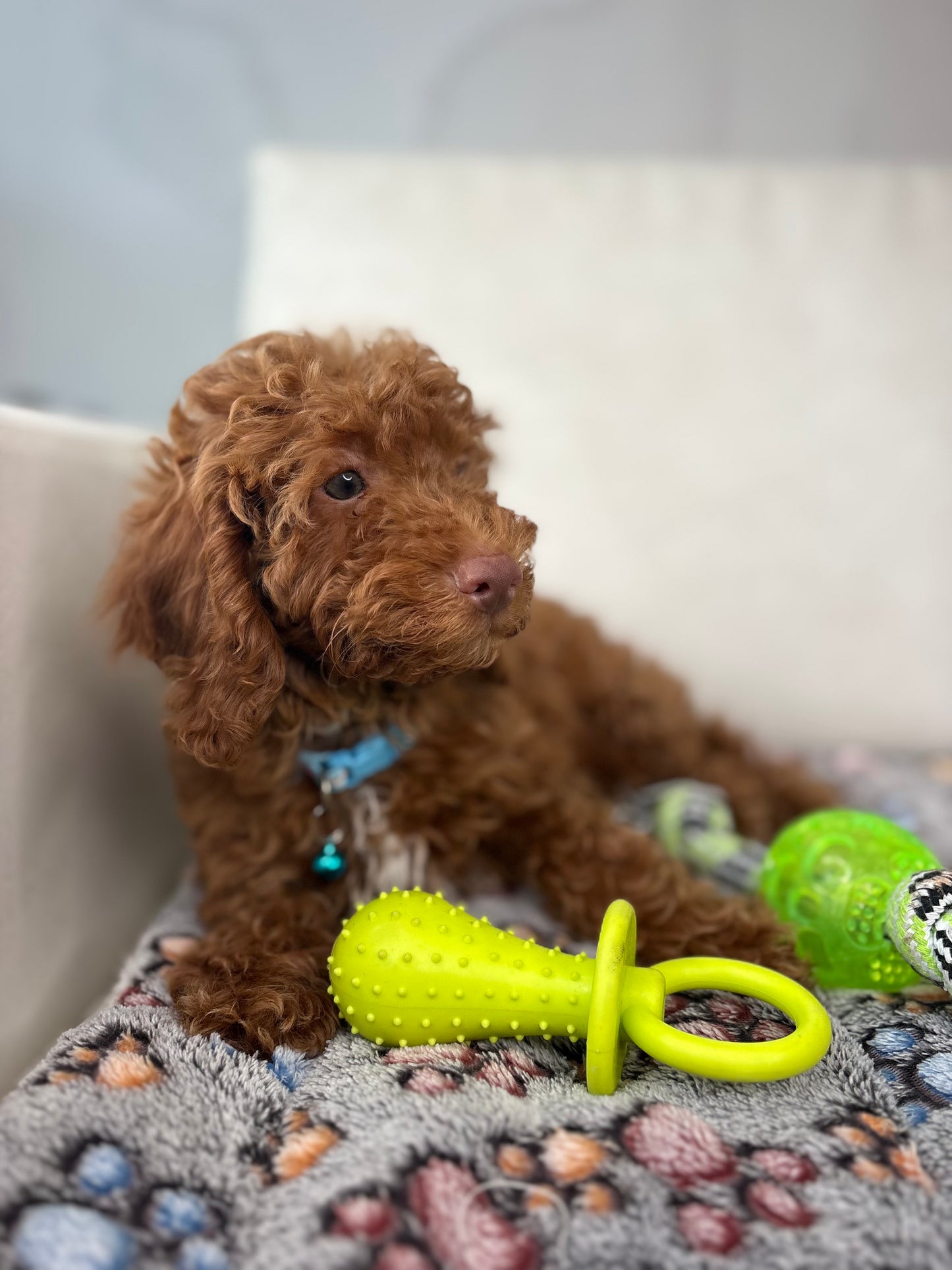 Red Nose Male Miniature Poodle PROMOTION PUP (Deposit Only ‼️ Please Read The DESCRIPTION Below‼️)
