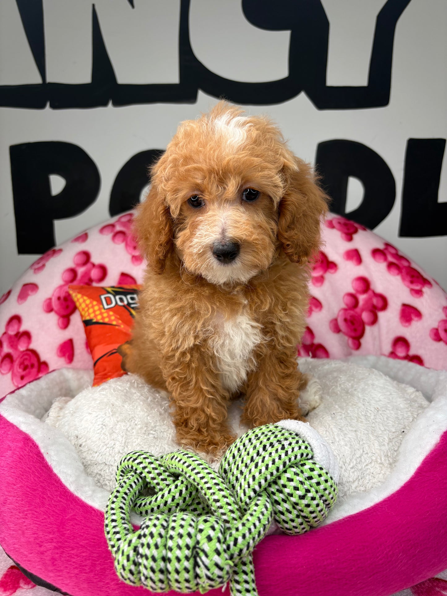 Apricot And White Female Miniture Poodle (Deposit Only, Please Read The Description Below‼️)