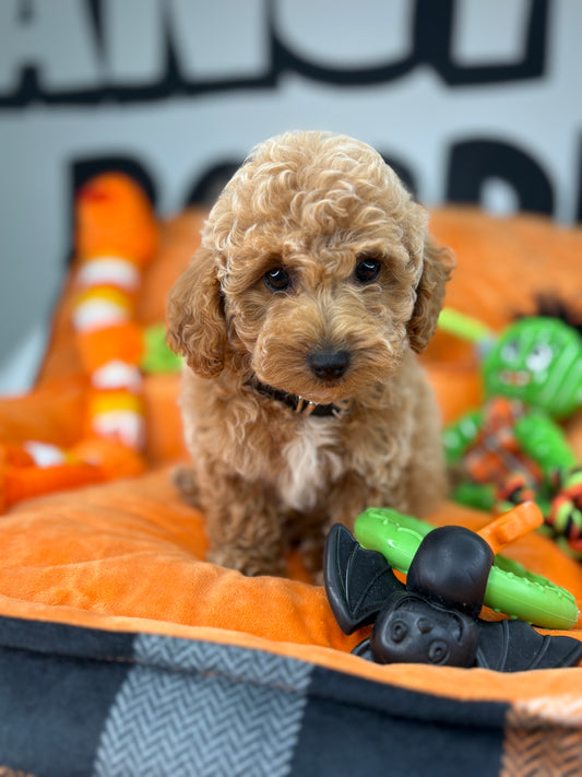 Apricot And White Male Toy Poodle ( Deposit Only ‼️ Please Read DESCRIPTION Below‼️)