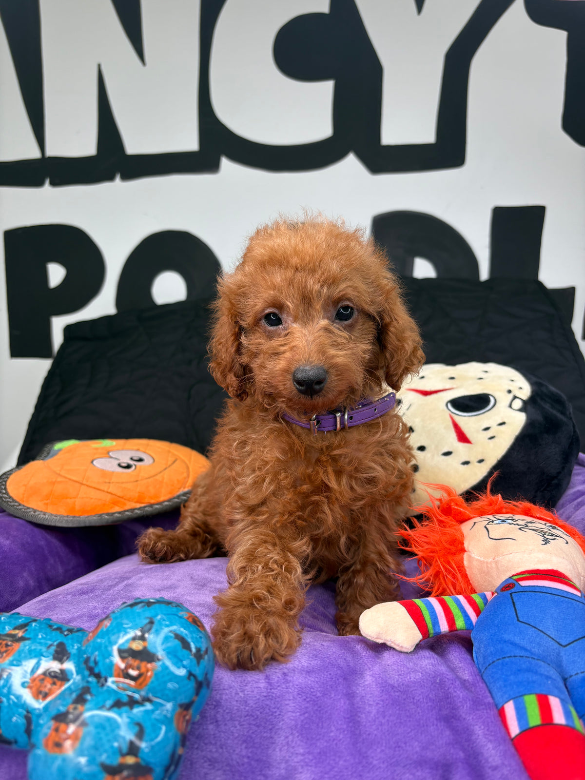Apricot Male Teacup Poodle (Deposit Only‼️Please Read The Description Below‼️)