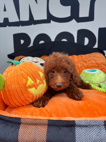 Red Male Toy Poodle ‼️ (Deposit Only Please Read The DESCRIPTION Below‼️