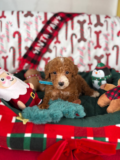 Red And White Male Teacup Poodle (Deposit Only‼️ Please Read The Description Below‼️)