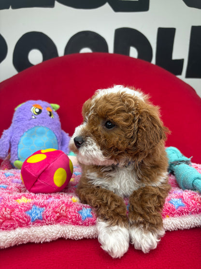 Dark Red And White Male Miniture Poodle (Deposit Only, Please Read The Description Below‼️)
