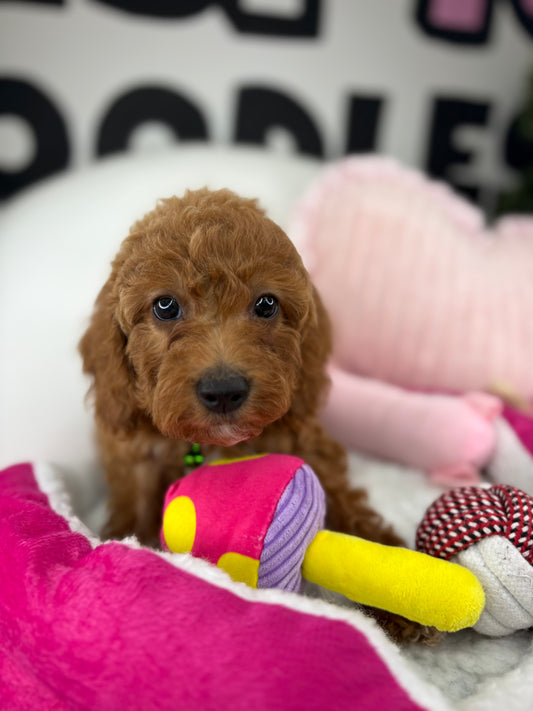 Red Male Miniature Poodle ( Deposit Only, Please Read The DESCRIPTION Below‼️)