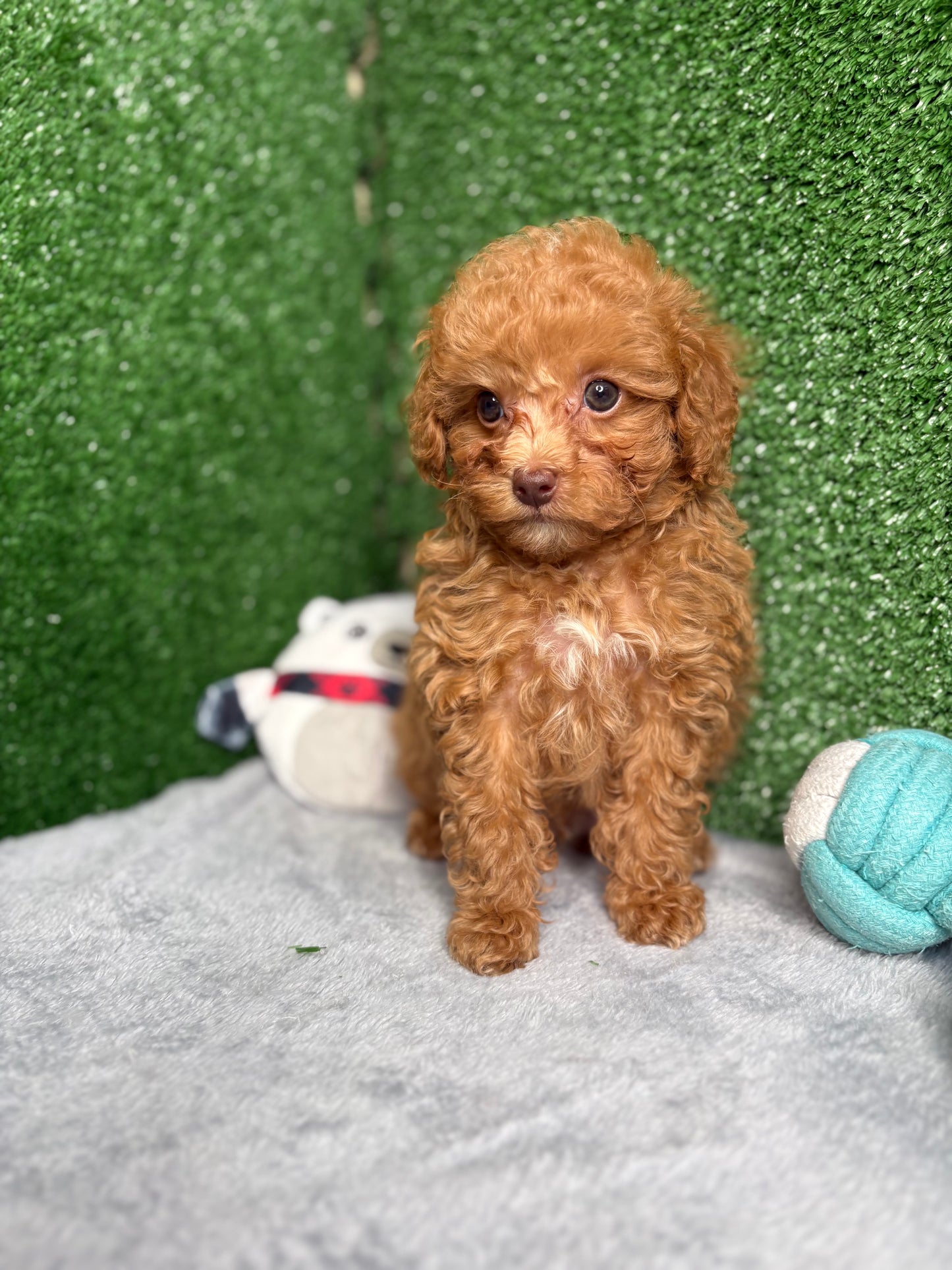 Major The Micro Poodle (Deposit Only ‼️Please Read The Description Below‼️)