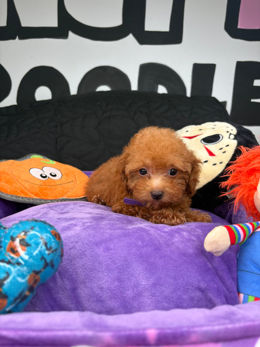 Red Female Micro Poodle Deposit Only‼️ (Please DESCRIPTION Read Below‼️)