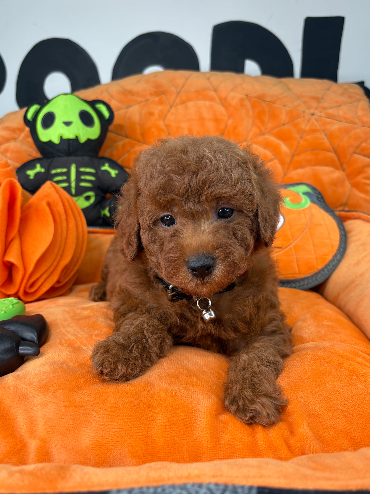 Dark Red Male Toy Poodle ( Deposit Only ‼️ Please Read DESCRIPTION Below‼️)