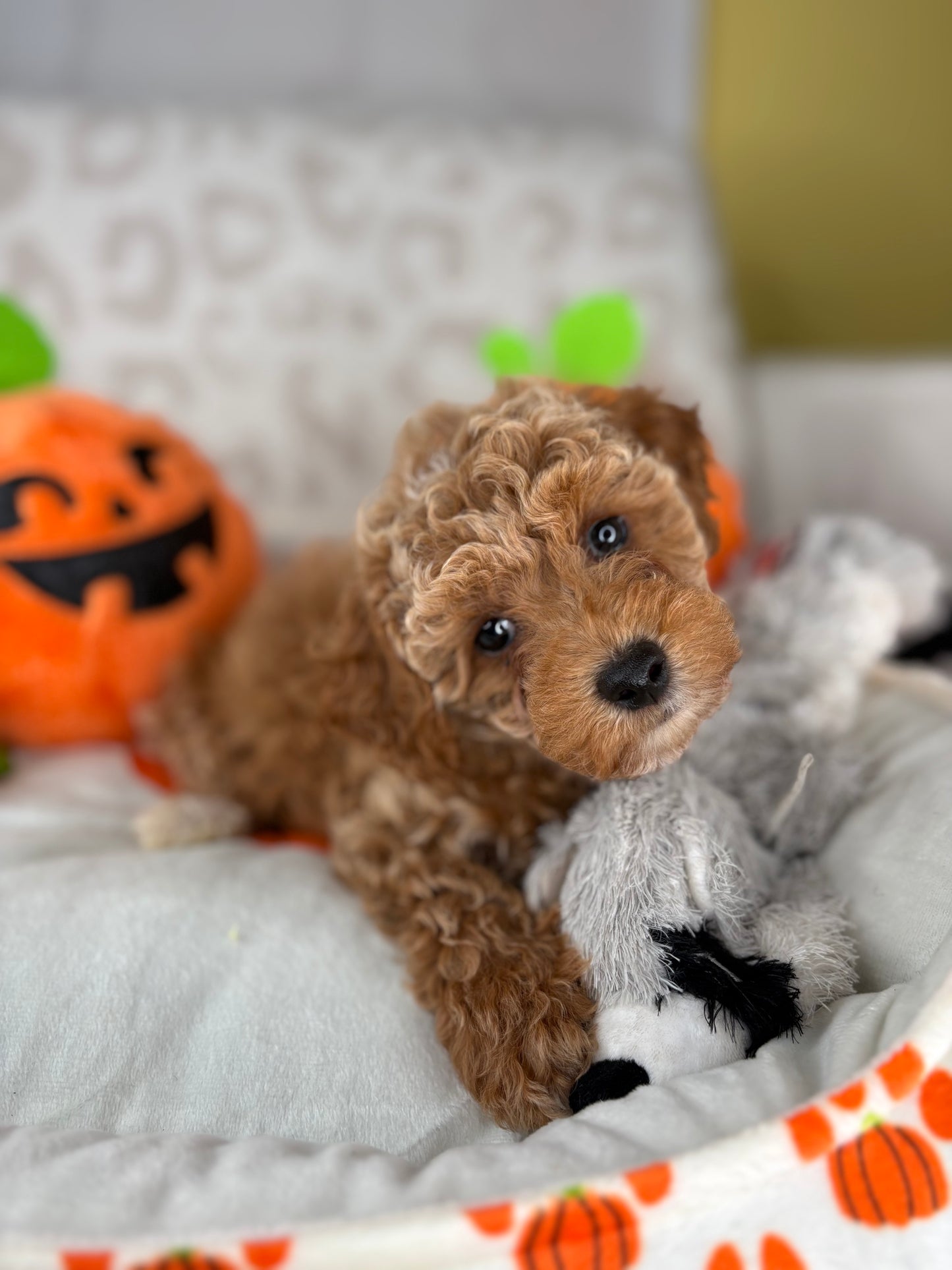 Apricot Male Toy Poodle (Deposit Only‼️Please Read The Description Below‼️)