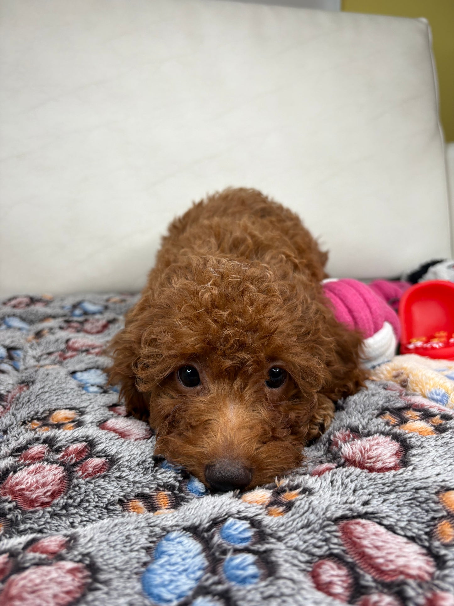 Red Female Miniature Poodle PROMOTION Pup (Deposit Only ‼️Please Read The DESCRIPTION Below‼️)