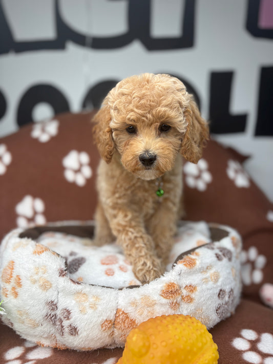 Apricot Female Miniature Poodle ( Deposit Only, Please Read The DESCRIPTION Below‼️)