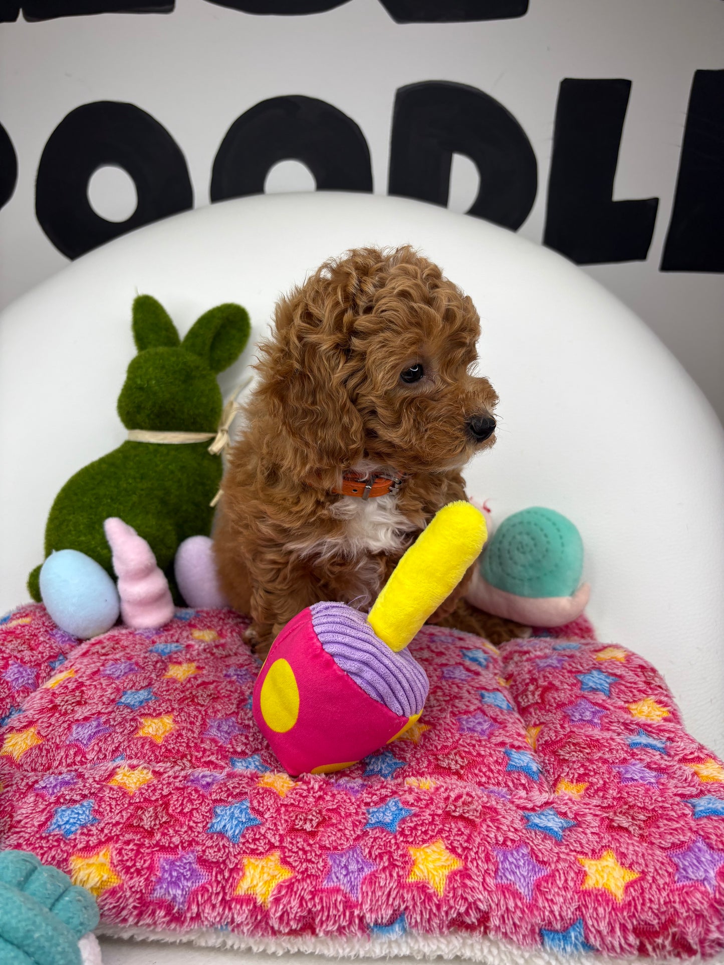 Apricot Female Toy Poodle 🐩 (Deposit Only‼️Please Read The Description Below‼️)