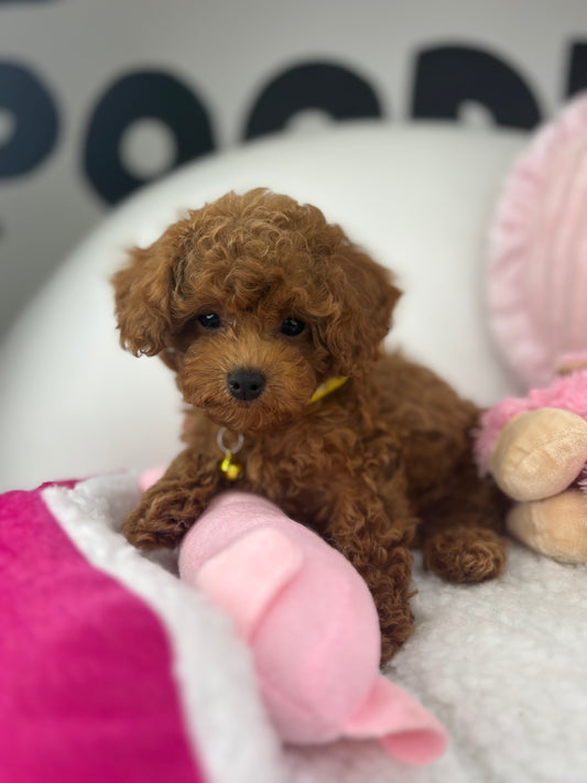 Apricot Male Toy Poodle 🐩 (Deposit Only‼️Please Read The Description Below‼️)