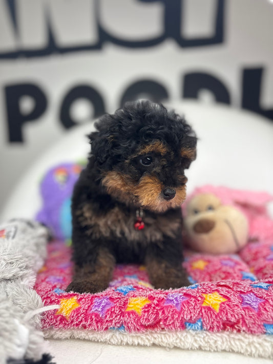 Red Phantom Female Teacup Poodle 🐩(Deposit Only ‼️ Please Read The DESCRIPTION Below‼️)