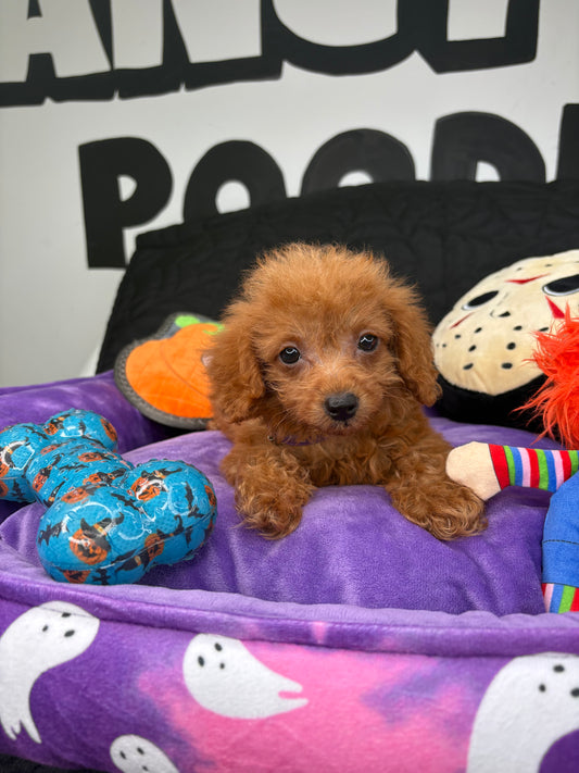 VERY TINY Apricot Male Teacup Poodle (Deposit Only‼️Please Read The Description Below‼️)