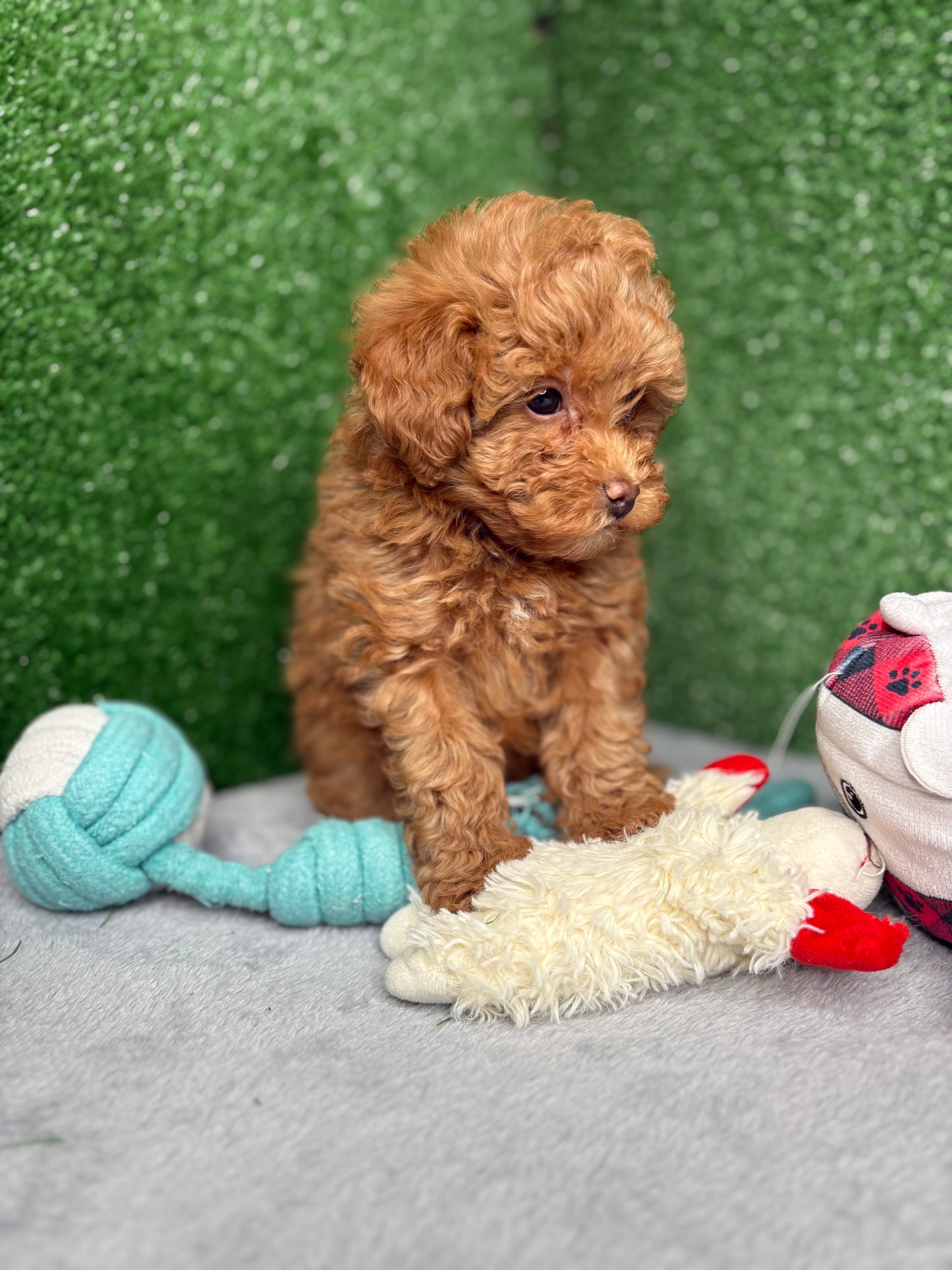 Bailey The Apricot Micro Poodle 🐩 (Deposit Only ‼️Please Read The Description Below‼️)