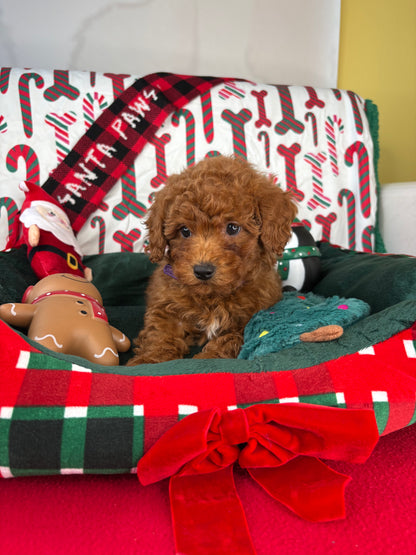 Dark Red Female Toy Poodle (Deposit Only‼️Please Read The Description Below‼️)