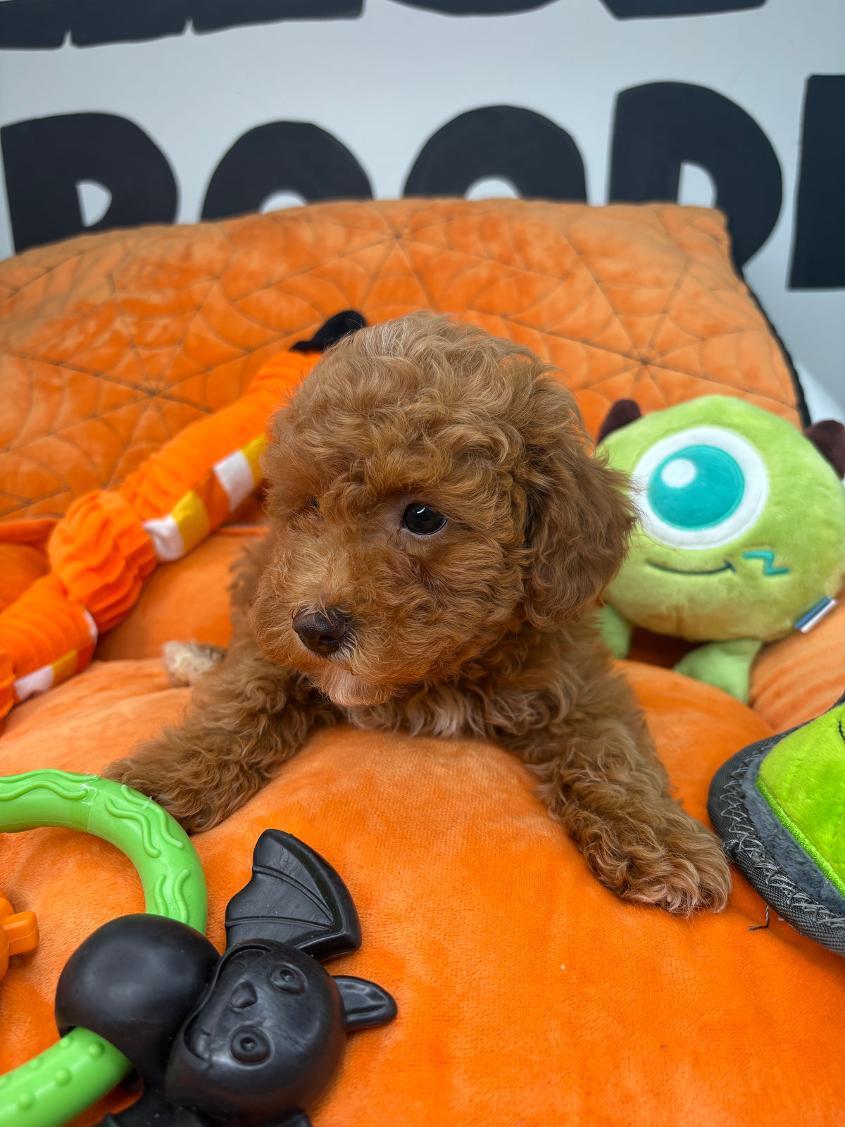 Apricot Female Toy Poodle (Deposit Only‼️ Please Read The DESCRIPTION Below‼️)