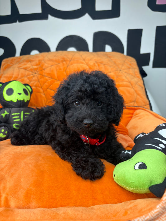 Black Male Miniture Poodle (Deposit Only, Please Read The Description Below‼️)