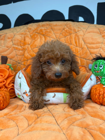 Red Male Teacup Poodle (Deposit Only‼️ Please Read The Description Below‼️)