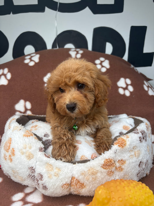 Apricot Male Toy Poodle 🐩 (Deposit Only ‼️ Please Read The Description Below ‼️)