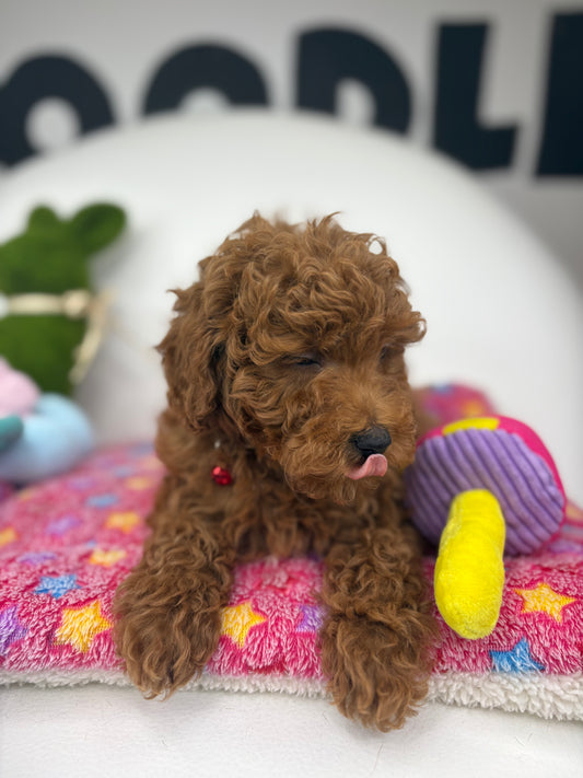 Red Male Miniature Poodle (Deposit Only ‼️ Please Read DESCRIPTION Below‼️)