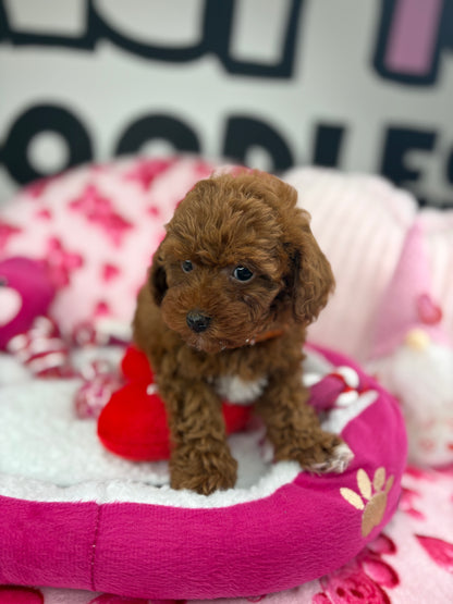 Dark Red Male Teacup Poodle (Deposit Only Please Read The DESCRIPTION Below‼️