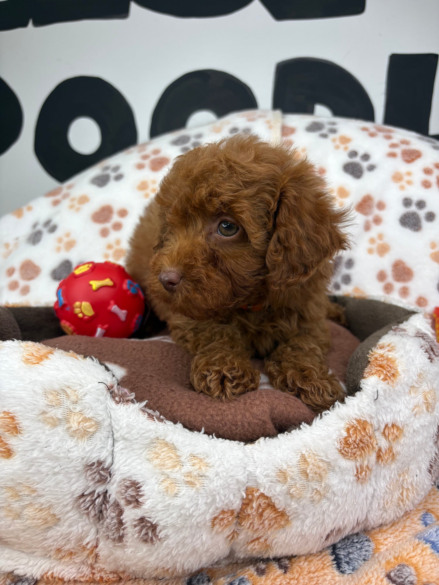 Red Male (Red Nose) Toy Poodle (Deposit Only ‼️ Please Read DESCRIPTION Below‼️)