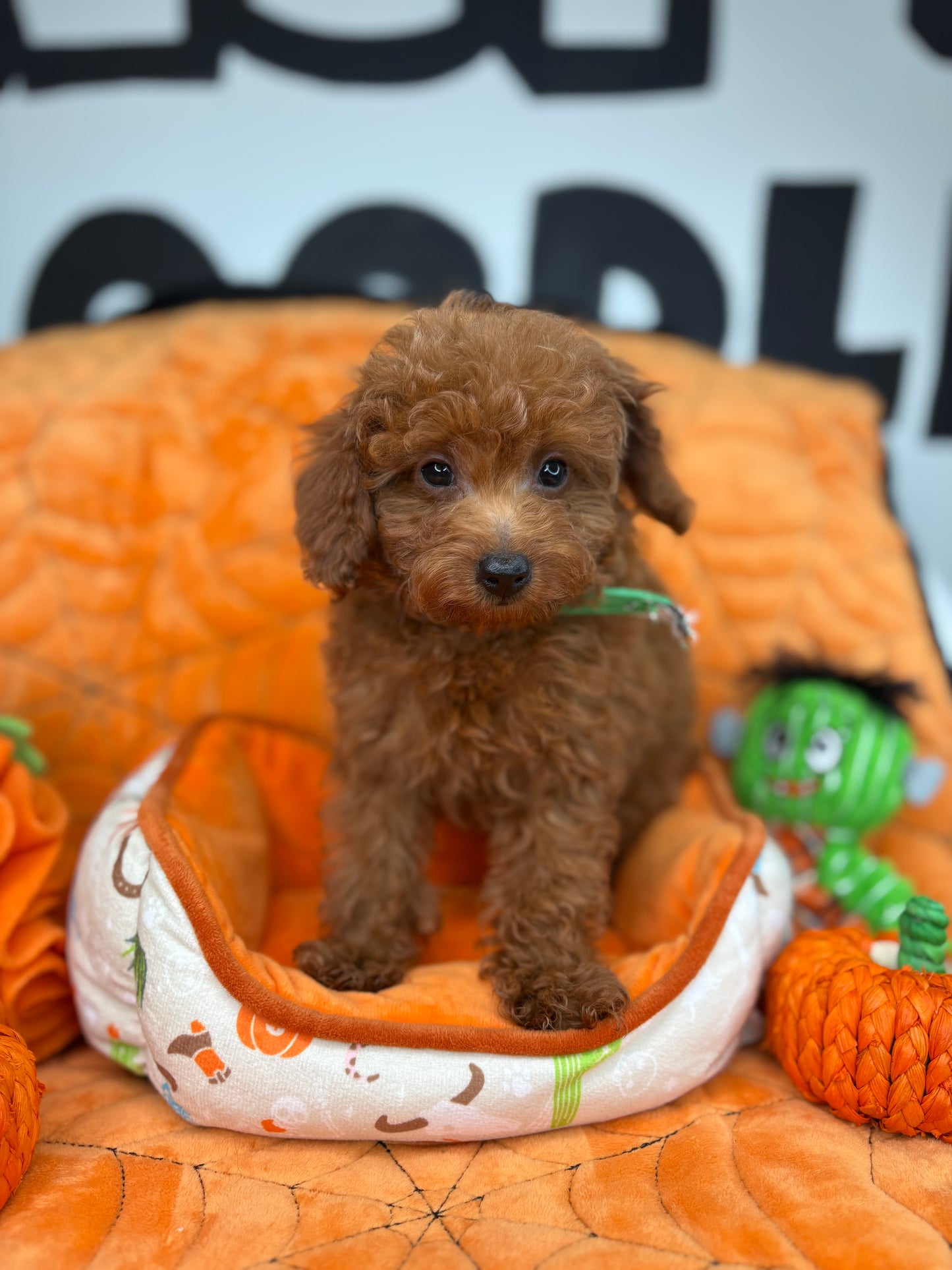 Red Male Teacup Poodle (Deposit Only‼️ Please Read The Description Below‼️)