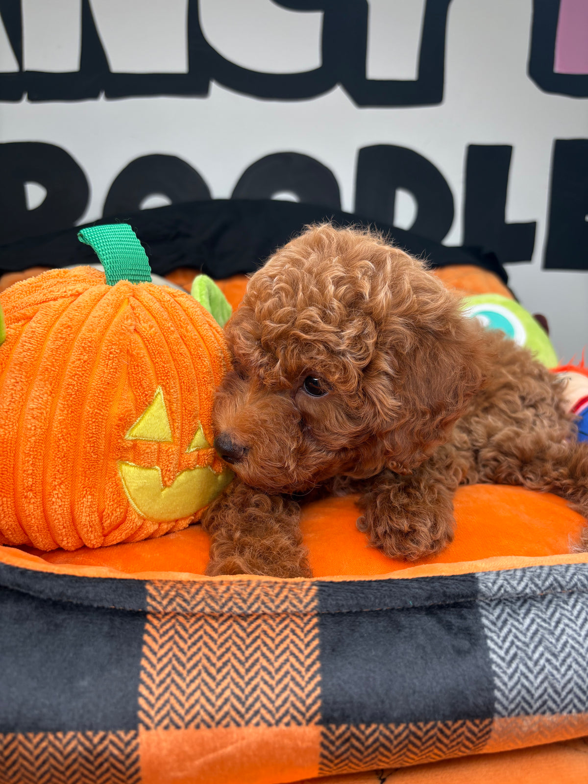 Red Female Toy Poodle ‼️(Deposit Only ‼️ Please Read The Description Below ‼️)