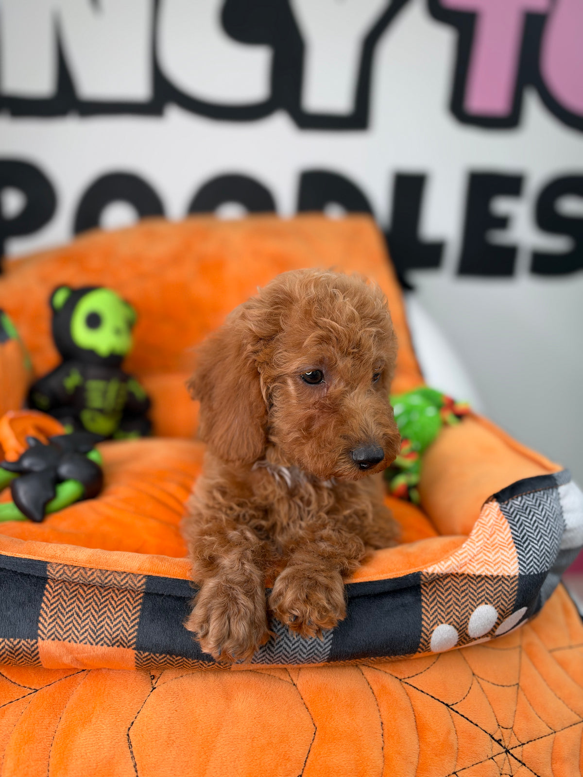 Apricot Male Miniature Poodle ( Deposit Only, Please Read The DESCRIPTION Below‼️)
