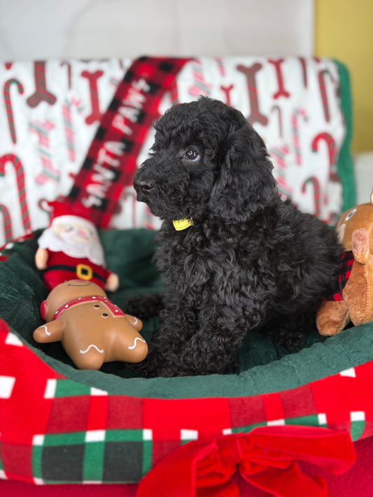 Black Male Toy Poodle (Deposit Only ‼️ Please Read DESCRIPTION Below‼️)