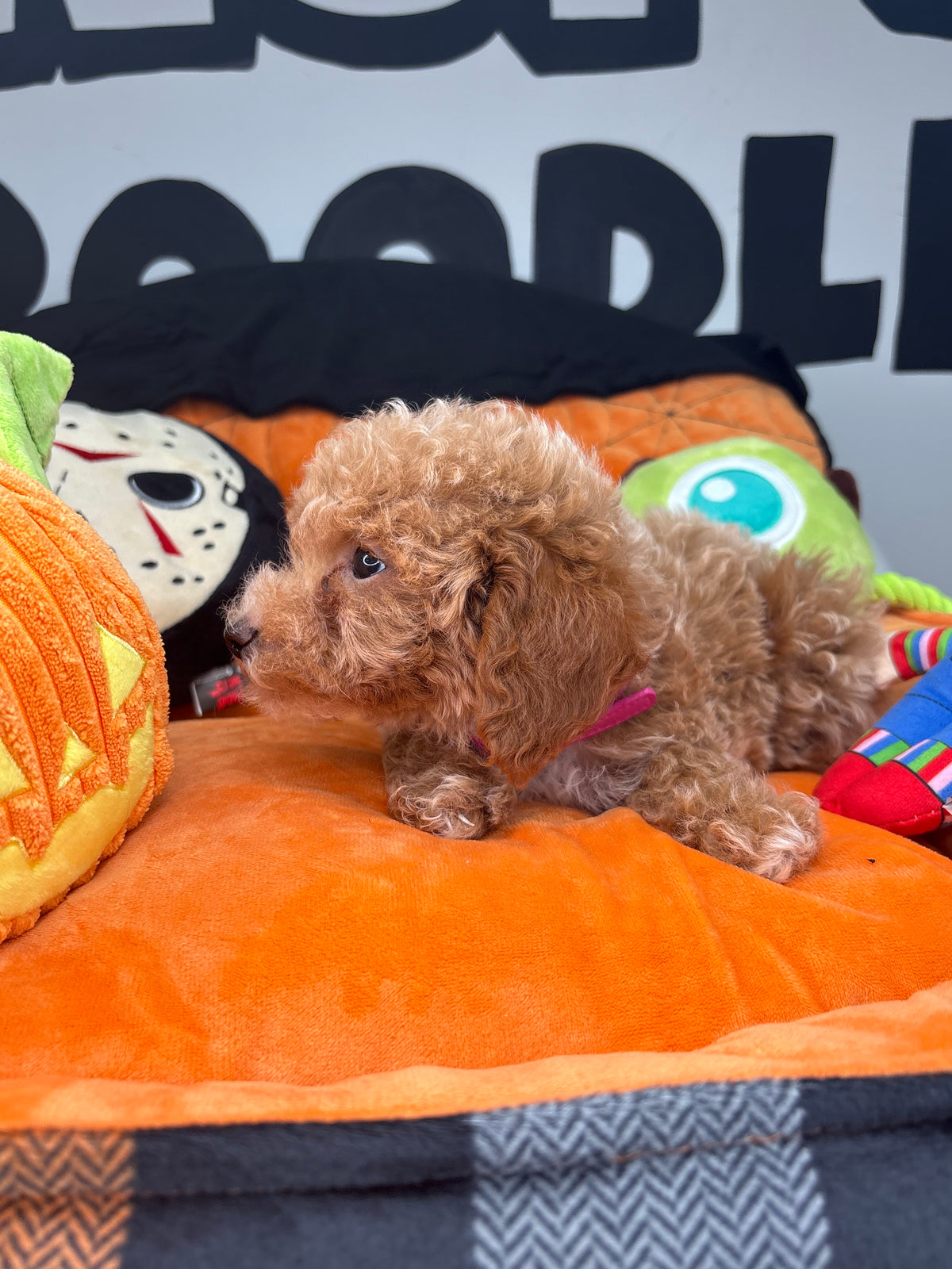 Tiny Apricot Male Toy Poodle (Deposit Only ‼️ Please Read DESCRIPTION Below‼️)