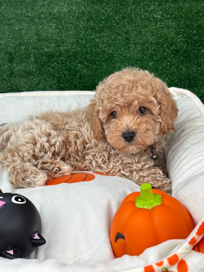 Apricot Male Toy Poodle (Deposit Only‼️Please Read The Description Below‼️)