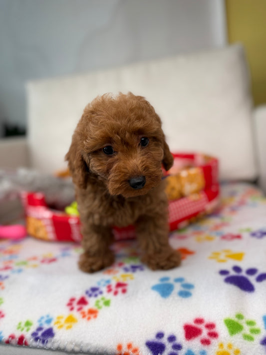 Red Female Toy Poodle 🐩 (Deposit Only ‼️ Please Read The Description Below ‼️)