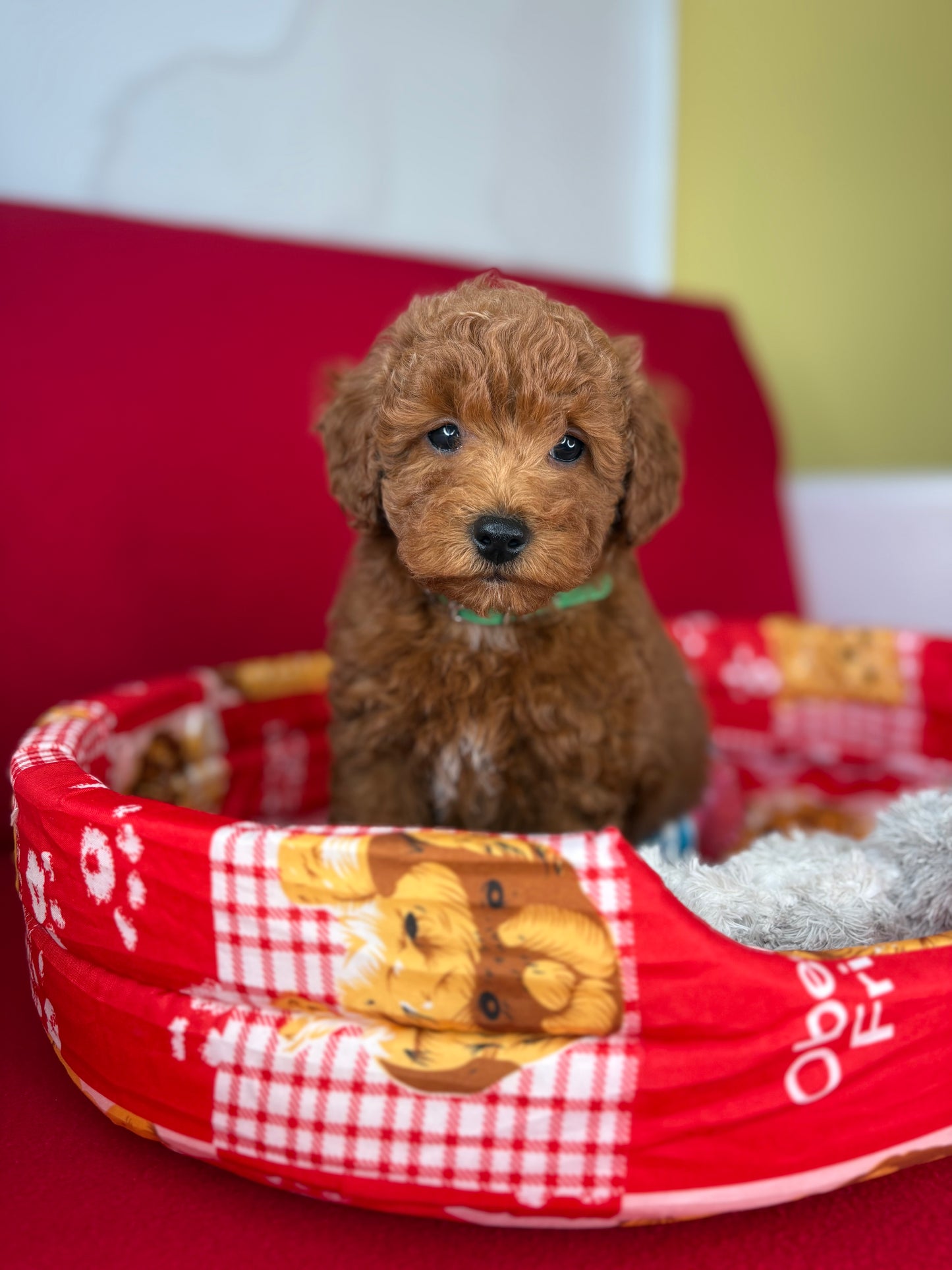 Red Male Toy Poodle 🐩 (Deposit Only‼️Please Read The Description Below‼️)
