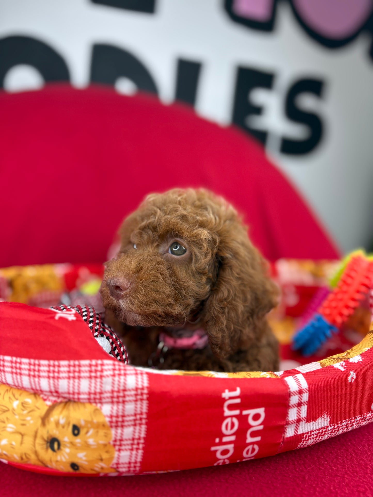 Red Female Miniture Poodle (Deposit Only, Please Read The Description Below‼️)