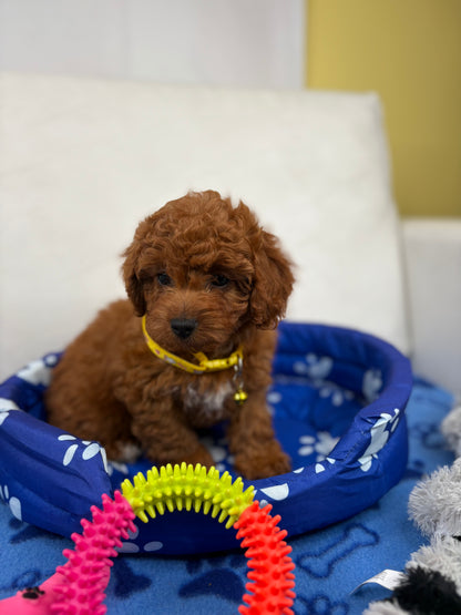 Dark Red Female Toy Poodle (Deposit Only ‼️ Please Read DESCRIPTION Below‼️)