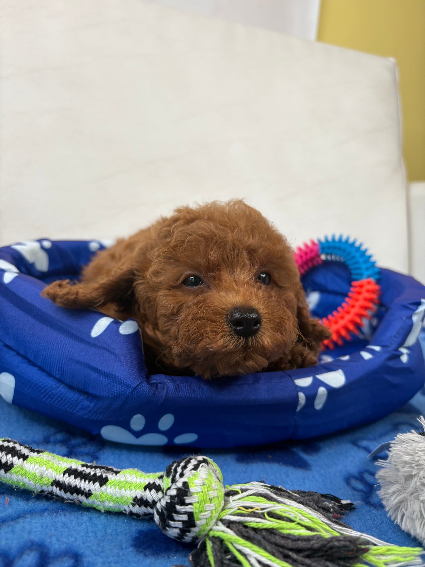 Super Red Female Teacup Poodle (Deposit Only‼️Please Read The Description Below‼️)