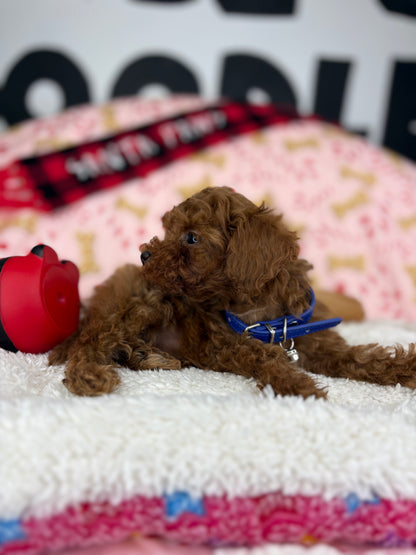 Dark Red Male Micro Poodle (Deposit Only ‼️ Please Read DESCRIPTION Below‼️)