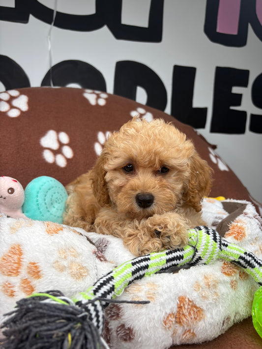 Apricot Female Miniature Poodle (Deposit Only ‼️ Please Read The DESCRIPTION Below‼️)